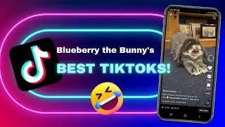 The Best FUNNY BUNNY TikTok Compilation! Guaranteed to make your day!