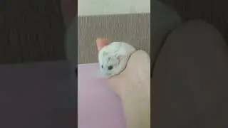 Хомяк Моня!