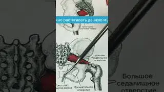 СИНДРОМ ГРУШЕВИДНОЙ МЫЩЦЫ, БОЛЬ ПО ЗАДНЕЙ ПОВЕРХНОСТИ БЕДРА, ТРИГГЕРНЫЕ ТОЧКИ