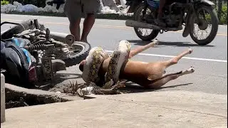 La víbora 🐍| Broma - 🤣🤣🤣