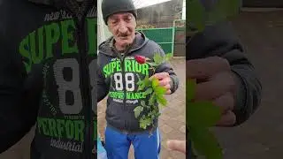 #пахан пахан романтик