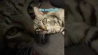 Кто это сделал #котикисмешные #коти #жизнь #юмор #кіт #cuteanimal #кот #кошеня #мама #ктоэто #топ