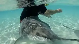 10 Dangerous Animals You Won't Believe Exist!