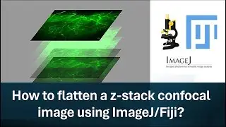Part-2: How to flatten a z-stack confocal image using ImageJ/Fiji?
