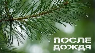 После Дождя | After the Rain    #Rain #ПослеДождя #Дождь