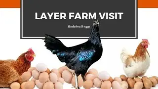 Kadaknath Eggs |Desi Layer farm visit|Egg collection|Vetsdiary