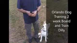 Deland Florida Puppy Obedience with Deland Dog Trainer, Bob Gailey