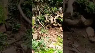 monkey video 🐒| #shorts #wildlife #forest #shortvideo