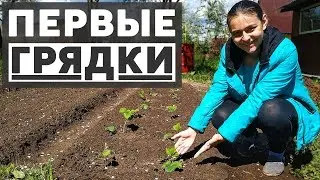 Грядки - планировка огорода, первые посадки на даче