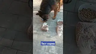 #тимасветлогорских