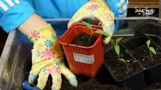 Почвоулучшитель, с которым всё растёт.
