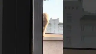 🐈на прогулке😀👍