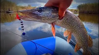 THIS KILLER MANDULA KILLS ALL THE FISH. Autumn Pike Fishing.