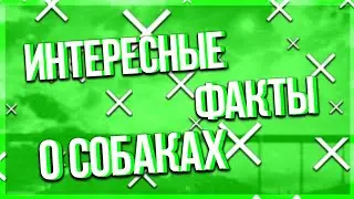 10 ИНТЕРЕСНЫХ ФАКТОВ О СОБАКАХ!?