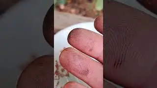 Золото из чёрного шлиха