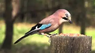 How to attract birds in the woods!