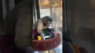 Интересная игрушка