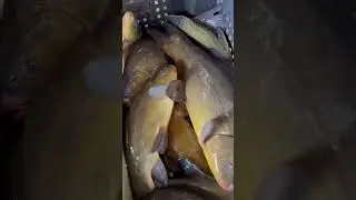 ЛИНЬ ДЛЯ ЗАРЫБЛЕНИЯ / июнь 2024
