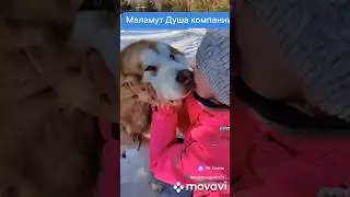 Маламут Парк Еланчик. #вулкан #аляскинскиймаламут #друг #семья #маламутпарк