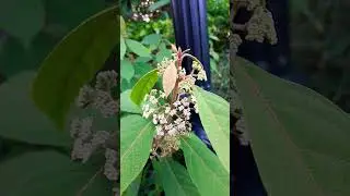 Subrang ganda nmn nito #shortvideo