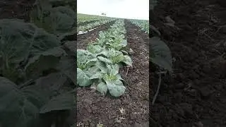 поздняя капуста