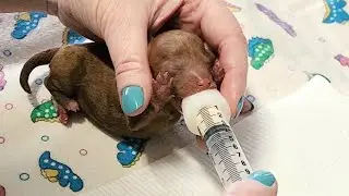 #1721 How To Bottlefeed Newborn Puppies