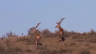 Monteando a los venados de Zabala. ¡VÍDEO COMPLETO!