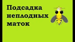 To plant an unflown queen of bees is easy, under one condition ...