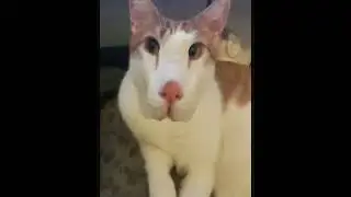Tragic cat