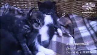 Спокойной ночи)