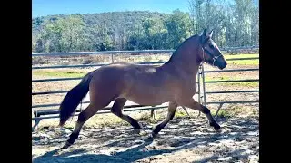 KING | Frisian x Fjord | 1.5 yr old | Gelding ((SOLD))