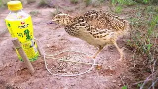Easy Bird Trap Method Is Good Effective