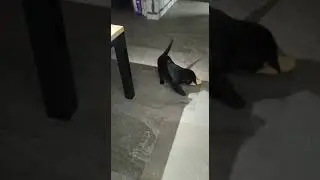 Вот и последняя малышка обрела своих любящих родителей 👍👍👍 "Labrador #puppy