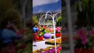 Tulip Festival in Kashmir 2023🌷🌷