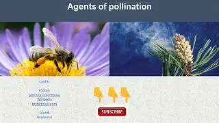 Characteristic Features of an insect and wind pollinated flower