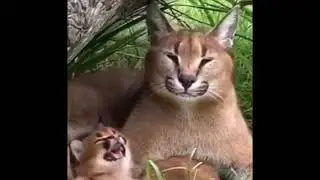 Шлёпа и его потомок смеются