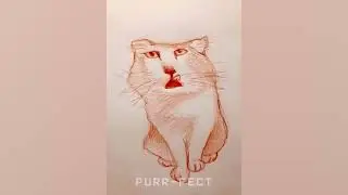 Time Warp Scan Animals Cats compilation   Purr fect
