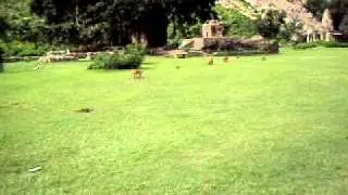 Office trip to Bhooto ka Bhangarh where we have seen lot of monkeys