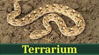 Песчаная эфа (лат. Echis carinatus)
