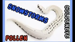 Second clutch of Snowstorm Blood Pythons!