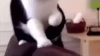 Коты нюхают дуриан.
