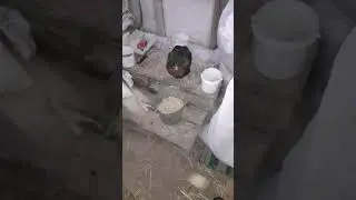 Наглая курица.