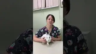 Кролик не ест, что делать?