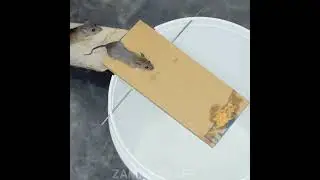 Best Mouse Trap Bucket 