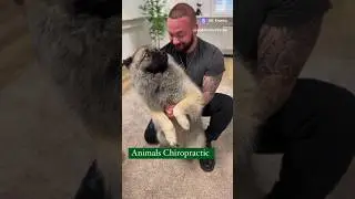 Собачьи Костоправ , #dog в шоке от происходящего, в глазах боль или радость?
