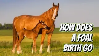 How does a foal birth go