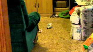 Pets @ X-Mas