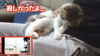 A kitten waiting in front of the door every morning for the owner to wake up