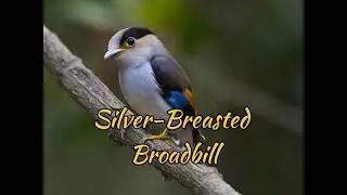 Silver-Breasted Broadbill (Serilophus Lunatus)