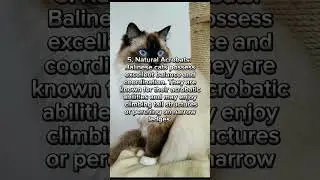 Balinese Cats: The Elegant and Intelligent Feline #shorts